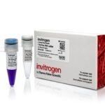 1 Kb Plus Dna Ladder, Kit
