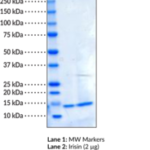 Irisina Humano Recombinante - Fr/100Ug