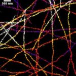 Meio De Montagem Vectashield- 10Ml