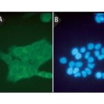 Dapi - Corante Para Imunofluorescência - Fr/10Mg