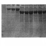 Proteina Recombinante Covid-19 (Sars-Cov-2 Nucleocapsideo) - Fr/1Mg