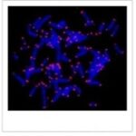 Sonda Telomero G-Rich, Marcada Com Fitc - 5Nmole