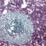 Vectastain Elite Abc Kit (Universal)