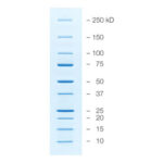 Marcador De Peso Molecular P/ Prot., Nao Corado, 10-250Kda. (500 Aplicacoes) - 5X1Ml