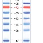 Padrao Peso Molec. Proteinas Pre Corado, 10-170 Kda - 2X500Ul