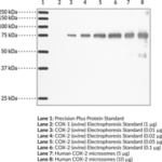 ANTICORPO COX-2 MONOCLONAL (CLONE CX229) - 1 EA