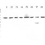 ANTICORPO CHRNA4 POLICLONAL IGG- COELHO - FR/100UG