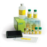 PAINEL DE CITOCINAS TH1/TH2