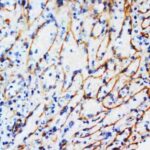 ANTICORPO ANTI-VIMENTIN MONOCLONAL IGG CAMUNDONGO - 100UG
