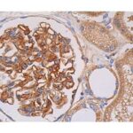 ANTICORPO THROMBIN R (ATAP2)