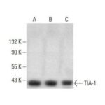 ANTICORPO ANTI-TIA-1(G-3) MONO