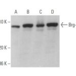 ANTICORPO BRG-1 (G-7) MONOCLONAL CAMUNDONGO -200UG/ML