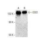 ANTICORPO CD22 (D-5) CAMUNDONGO MONOCLONAL IGG1
