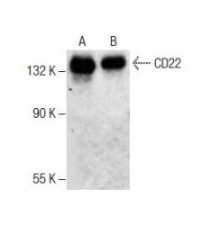 ANTICORPO CD22 (D-5) CAMUNDONGO MONOCLONAL IGG1