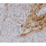 ANTICORPO COL1A1 (3G3)