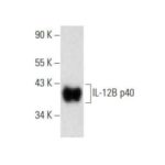 ANTICORPO IL-12B P40 (F-10) HRP