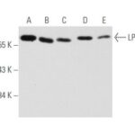 ANTICORPO LPL (F-1) CAMUNDONGO MONOCLONAL IGG2B - 200UG/ML