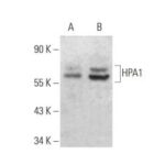 ANTICORPO ANTI-HPA1 (E-10)