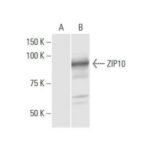 ZIP10 ANTICORPO (1F6)