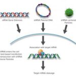 SILENCIADORES DE GENES, PLASMÍDEOS TNF-R1 SIRNA E SHRNA, CAMUNDONGO -FR/10UM