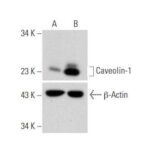 CAVEOLIN-1 PLASMÍDEO DE ATIVAÇÃO DE CRISPR (H) - 20UG