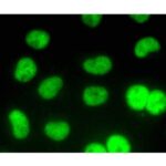 PROTEINA (M-IGGK BP), CAMUNDONGO, IGG,  CONJUGADA  FITC, 200UG/ML -FR/0,5ML