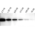 POLIMERO DE PEROXIDASE WESTVISION, IGG ANTI-CAMUNDONGO (DETECCAO DE WESTERN BLOT) - FR/0,8ML