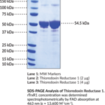 TIOREDOXINA REDUTASE 1 (RATO, RECOMBINANTE) - FR/5U