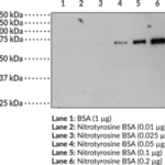 NITROTIROSINA BSA - FR/200UG