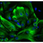MEIO DE MONTAGEM VECTASHIELD HARDSET COM DAPI - 10ML