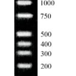 MARCADOR PESO MOLECULAR, DNA LADDER, CONFIRMACAO DE TAMANHO PCR - 1 ML