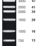 MARCADOR PESO MOLECULAR, 1KB DNA LADDER - 100 TESTES