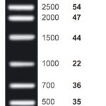 PADRÃO DE TAMANHO DE DNA, INCOLOR, 10 BANDAS/100 PISTAS -1UN