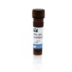 LECTINA WISTERIA FLORIBUNDA (WFA, WFL), FLUORESCEINA - 2MG