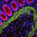 MEIO DE MONTAGEM ANTIFADE VECTASHIELD PLUS COM DAPI - FR/2ML