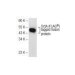 OCTA-PROBE ANTIBODY (H-5): SC-166355, 200UG/ML