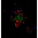 MEIO DE MONTAGEM VECTASHIELD HARDSET - FR/10ML