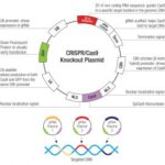 PLASMIDEO PDCD-1L2 CRISPR/CAS9 KO (M) - 20UG