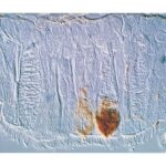 AGLUTININA DE AMENDOIM (PNA) BIOTINILADO - 5MG