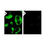 SILENCIADOR GENETICO DE LENTIVIRUS DE SHRNA E SIRNA (H) - FR/10UM