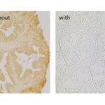 DILUENTE ANIMAL-FREE BLOCK (AFB), PRONTO P/ USO -100ML