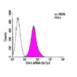 REAGENTE DE TRANSFECCAO DE SIRNA - FR/0,3ML