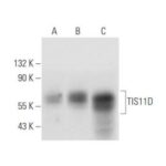 PEPTÍDEO PARA BLOQUEIO DO ANTICORPO TIS11D, 100 µG/0,5 ML - FR/0,5ML
