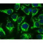 MEIO DE MONTAGEM AQUOSO COM DAPI - 10ML